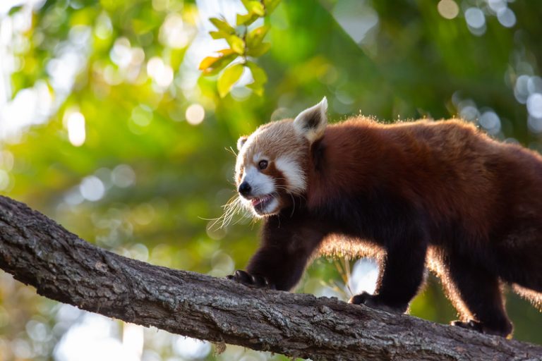 Understanding the Adaptations of Red Pandas