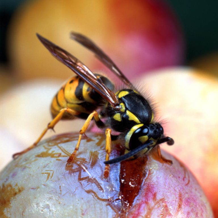 What Animals Consume Both Plants and Animals?