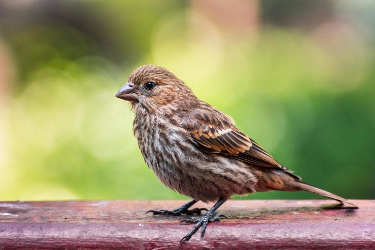 California Wild Finches