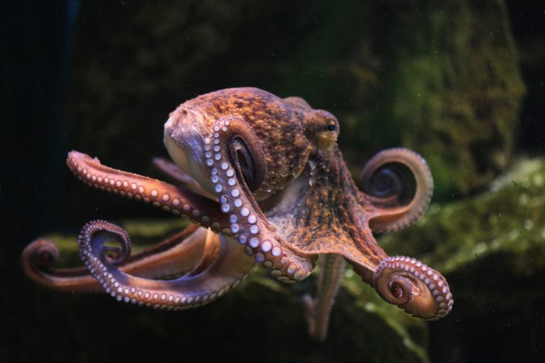 Understanding the Breathing Mechanism of an Octopus