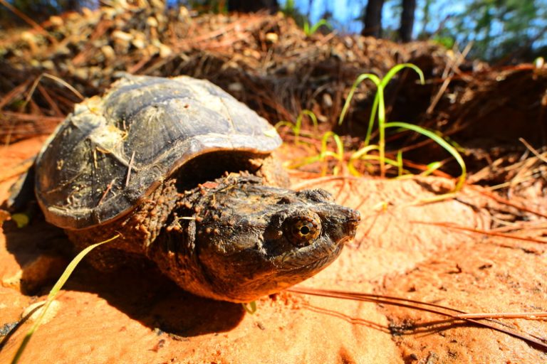 Predators of Snapping Turtles