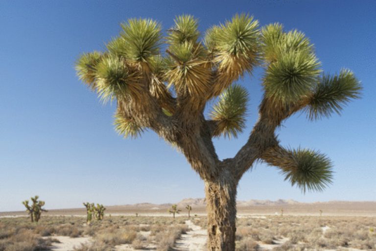 Wildlife and Flora of the California Desert