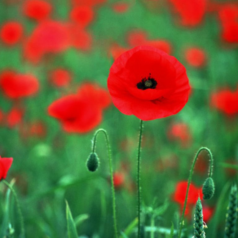 Are Poppy Seeds Harmful to Birds?