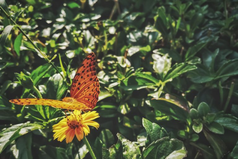 Interesting Insights on Butterfly Eggs Exploring the Fascinating World of Butterfly Reproduction