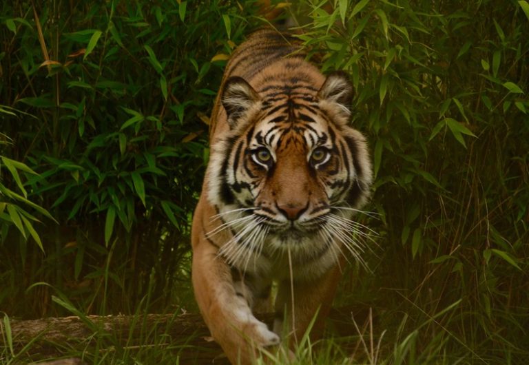 How Quickly Can a Tiger Sprint?