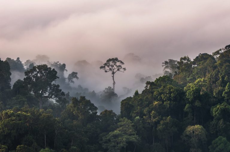 Examples of Natural Ecosystems