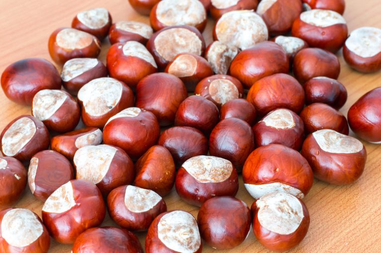 Distinguishing Buckeye Nuts from Horse Chestnuts