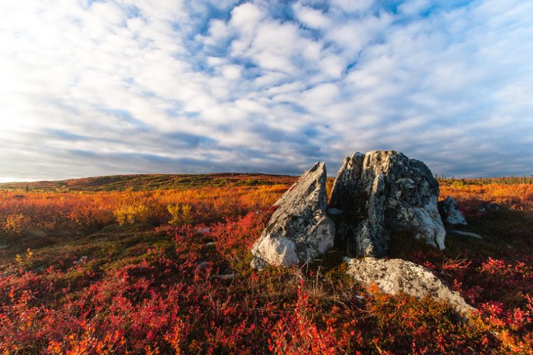 Comparing Taiga and Tundra Ecosystems