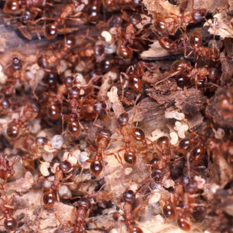 Insects Found Beneath Rocks