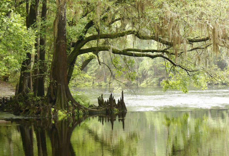 Influence of Abiotic Factors on Natural Wetlands