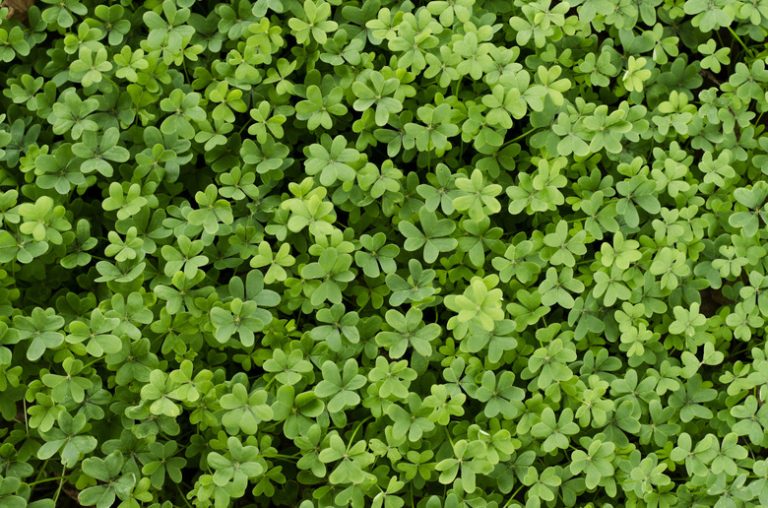 What Animals Consume Clover? | Sciencing