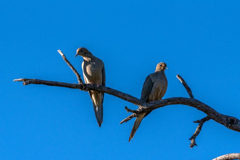 What Is the Life Span of a Mourning Dove?