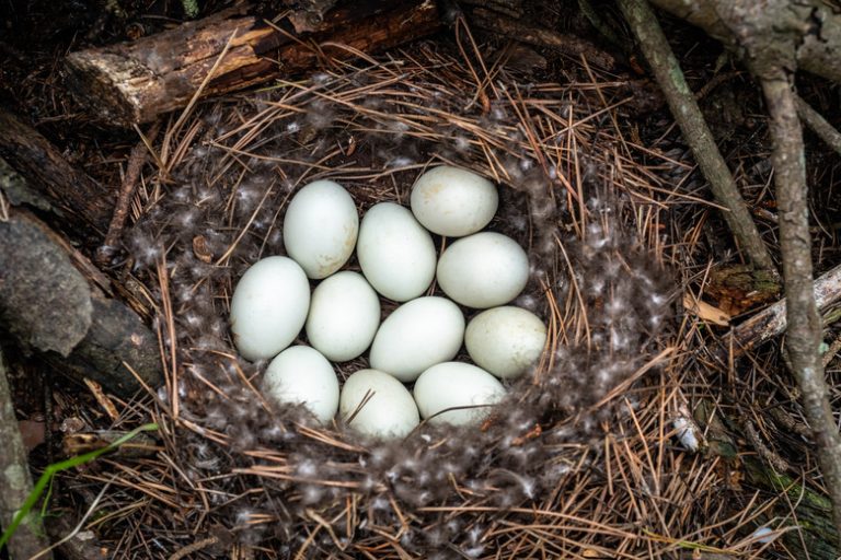 Identifying White Bird Eggs