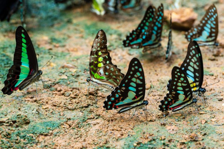 Exploring the Structural Adaptations of Butterflies