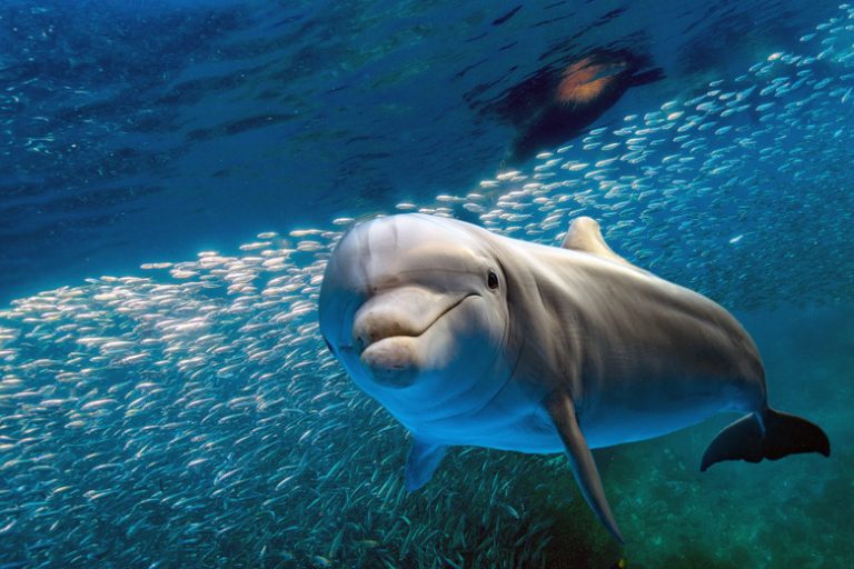 How Long Can Dolphins Hold Their Breath?