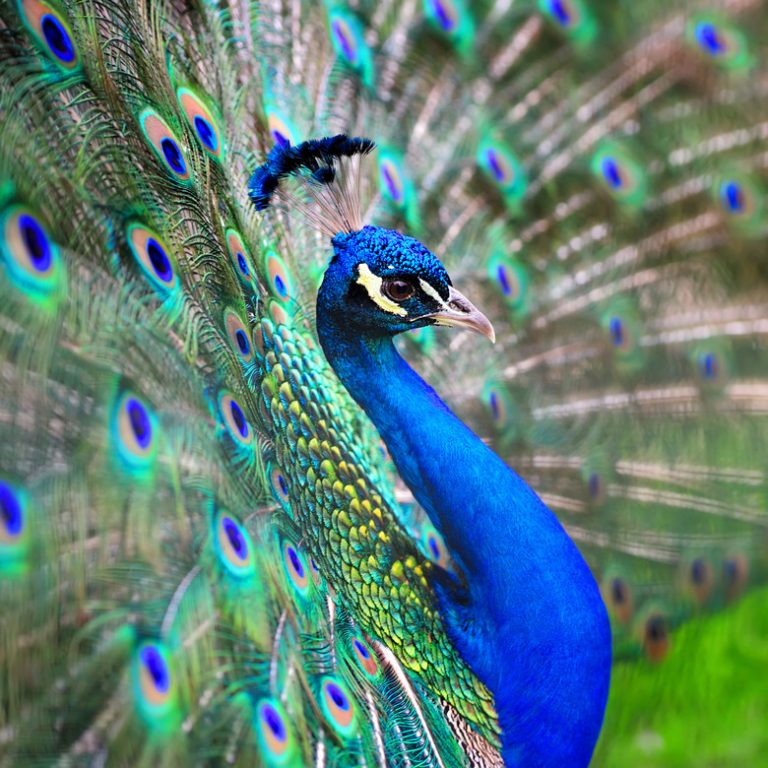 Exploring the Colors of Peacock Feathers