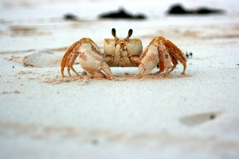 Feeding Sand Crabs