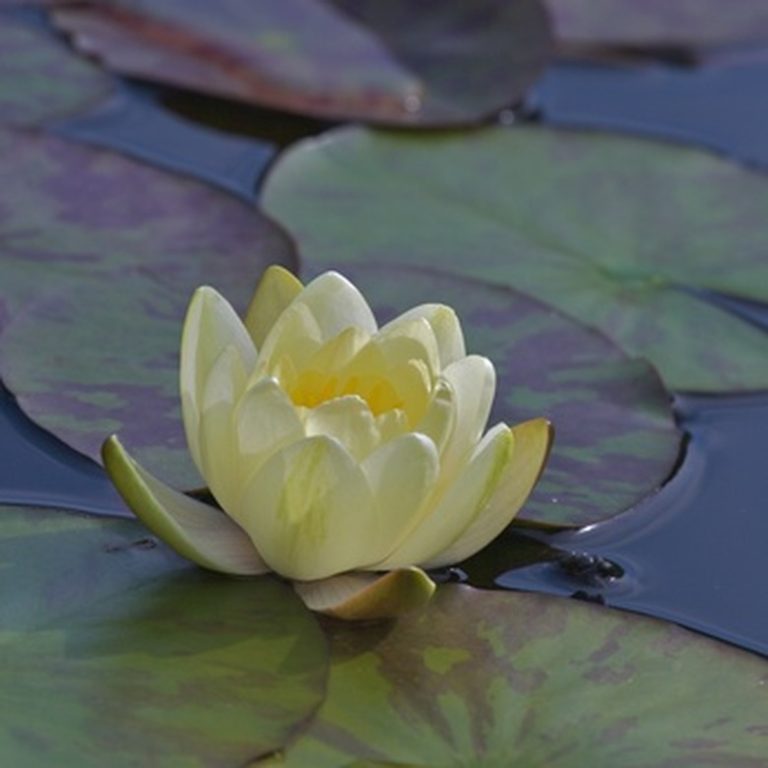 Exploring the Habitat of Water Lilies