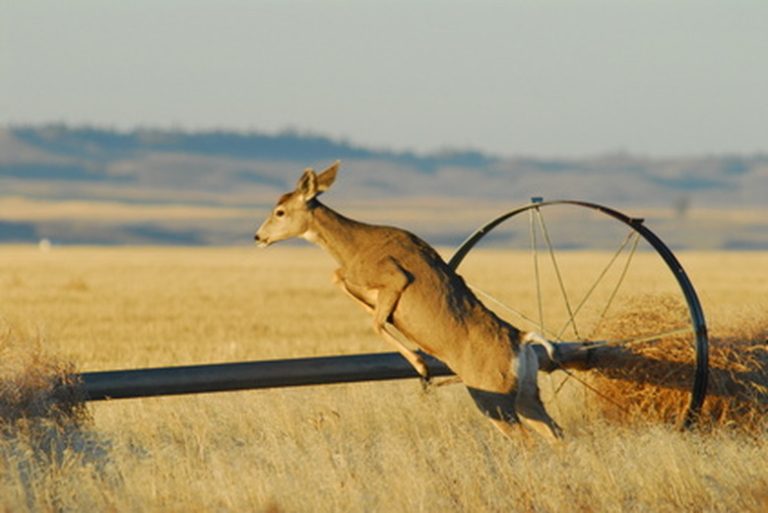 Understanding the Anatomy of a Deer