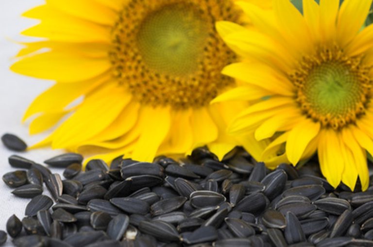 Which Animals Consume Sunflower Seeds?