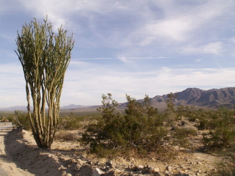 Fascinating Insights into Desert Flora