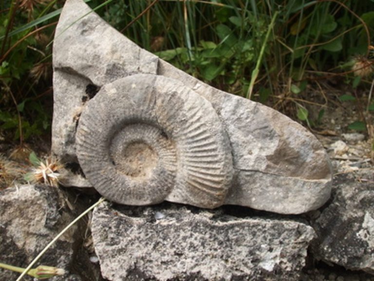 Identifying Shell Fossils