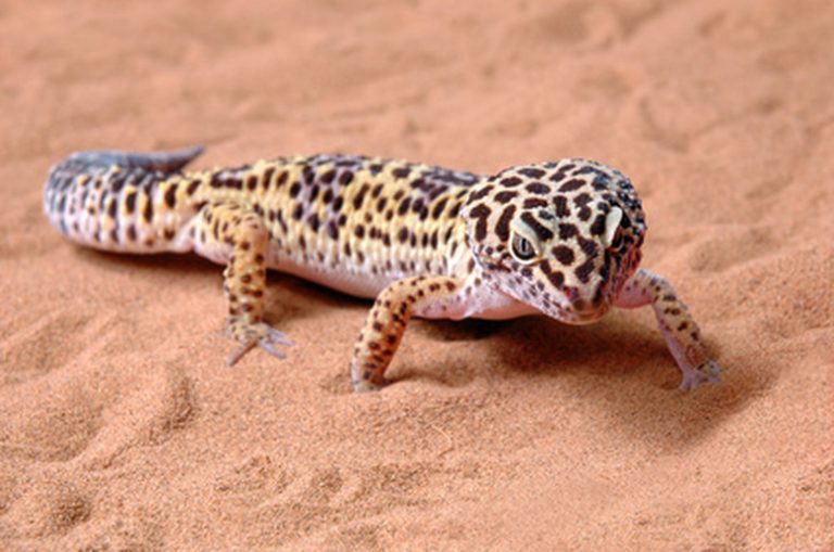 Varieties of Geckos Found in Arizona