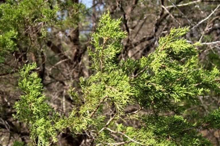 Ecosystem Varieties Found in Texas