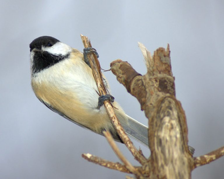 Distinguishing Between Male and Female Chickadees