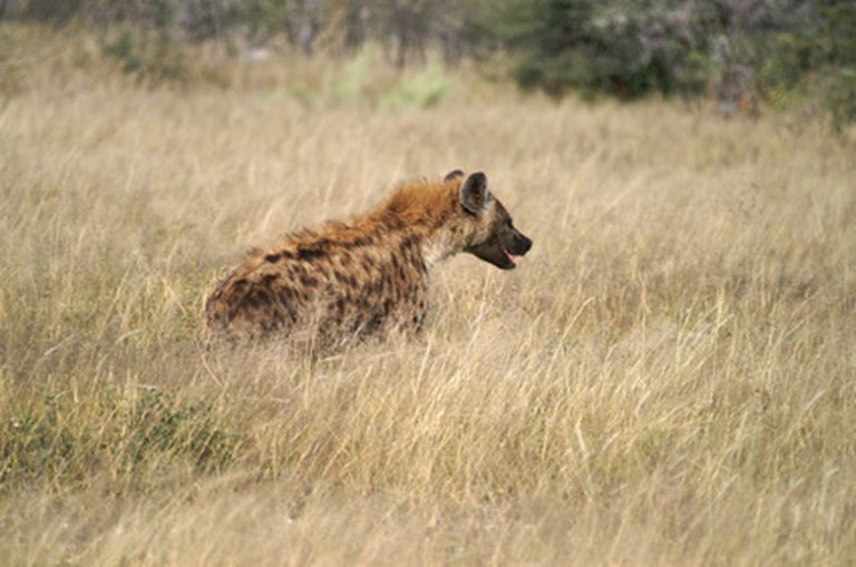 Understanding the Predators of African Wild Dogs