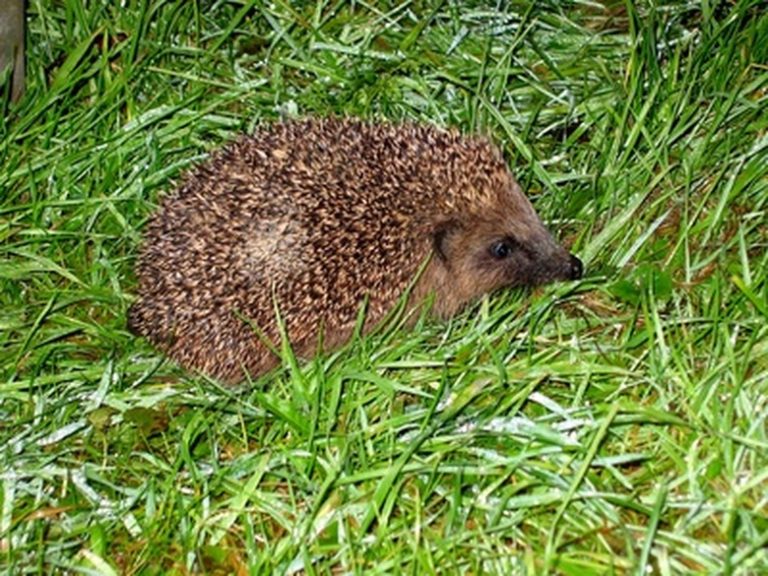 Exploring the Natural Habitat of Hedgehogs