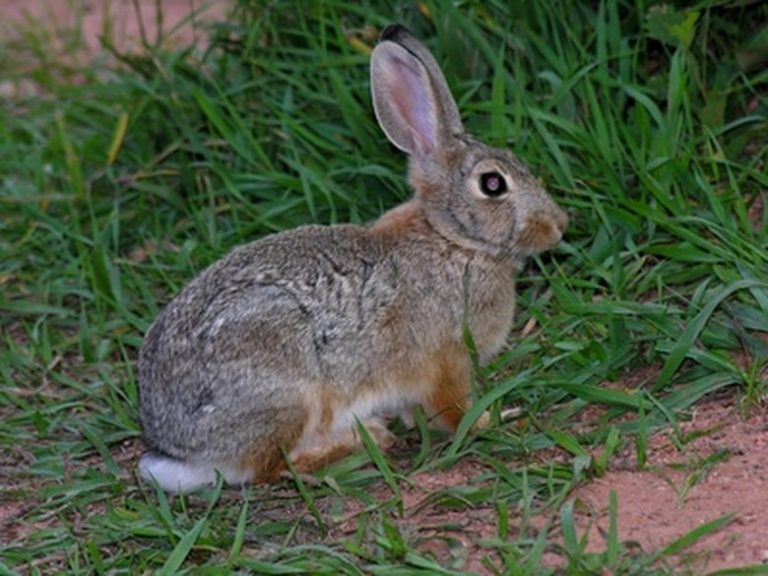 Cottontail Rabbit Life Cycle Understanding the Stages of Cottontail Development