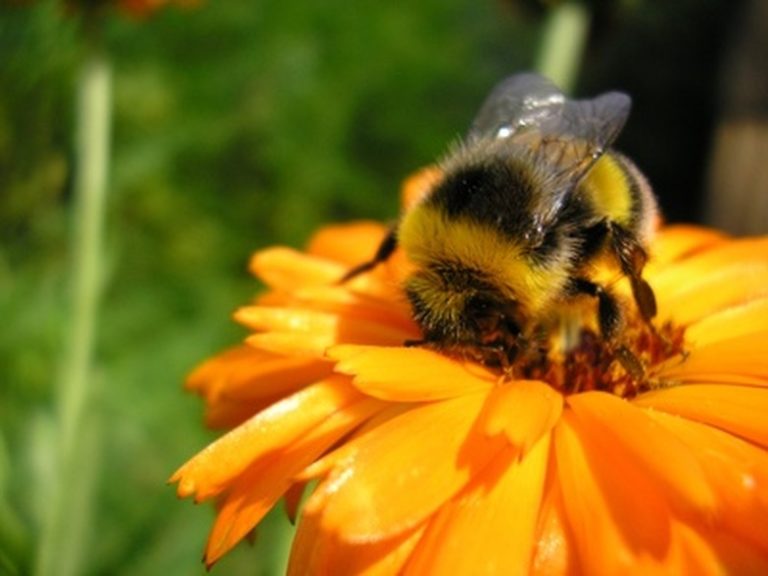 Exploring Different Types of Natural Beehives