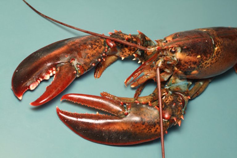 Key Predators of Lobsters