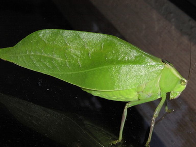 Feeding Habits of Leaf Insects