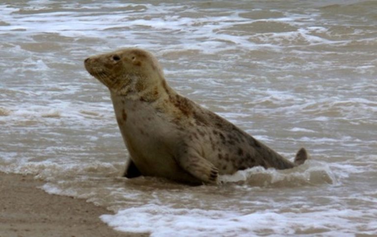 Predators of Seals: Which Animals Hunt Them?