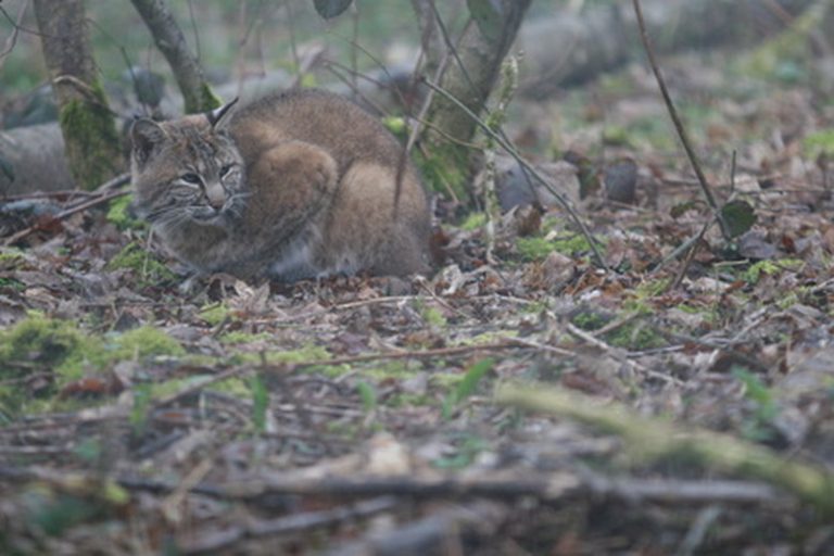 Exploring the Bobcat's Natural Adversaries