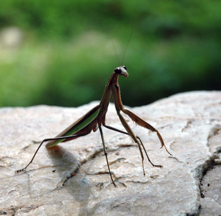 Anatomy of a Praying Mantis