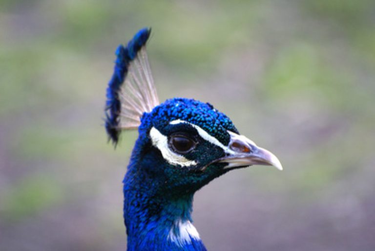 Different Varieties of Peacocks Exploring the Unique Types of Peafowl