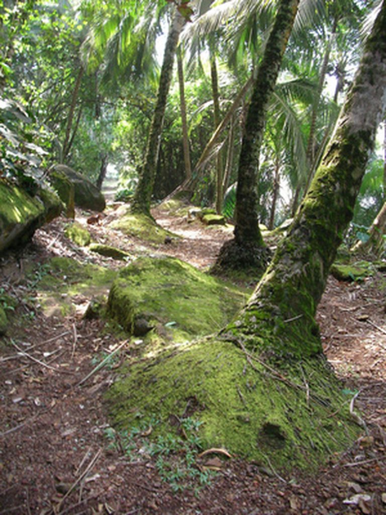 Key Flora of Tropical Rainforests