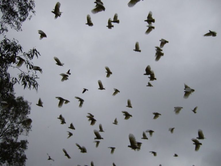 Bird Species That Gather in Large Flocks