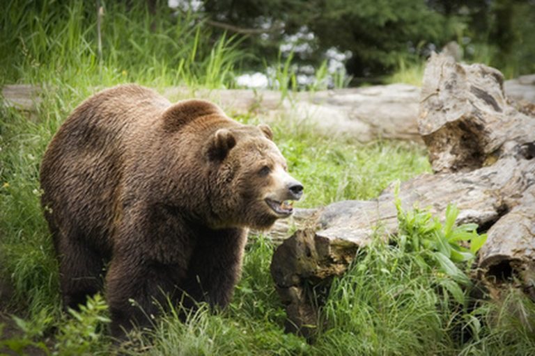 The Life Cycle Of Grizzly Bears