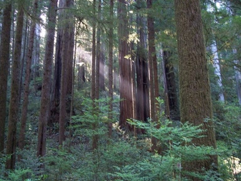 The Typical Height of Redwood Trees