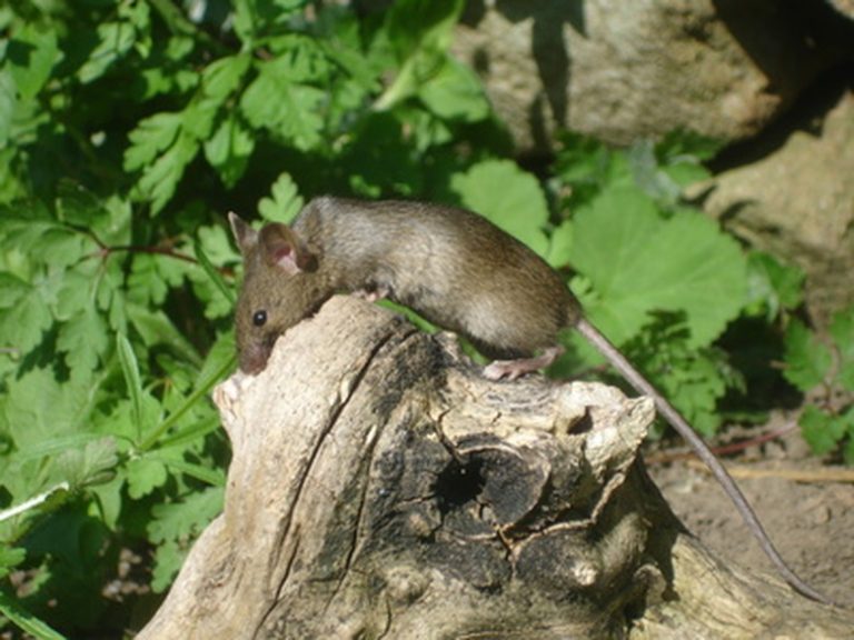 Diet of the Wild Field Mouse Exploring Their Feeding Habits