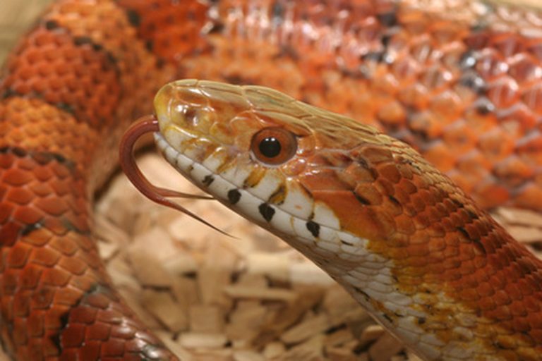 Understanding Snake Allergies Insights from Sciencing