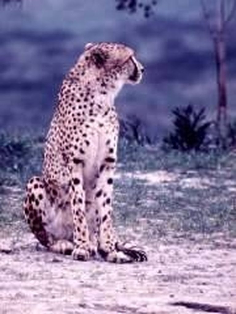 What is the Lifespan of a Cheetah?