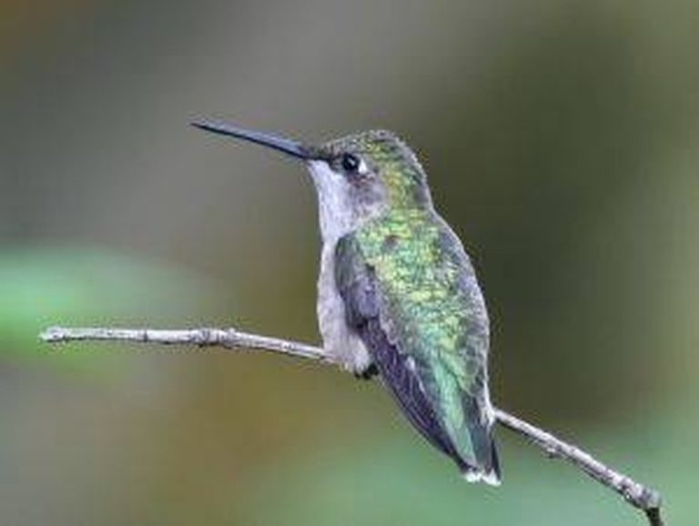 Understanding Hummingbird Mating Habits