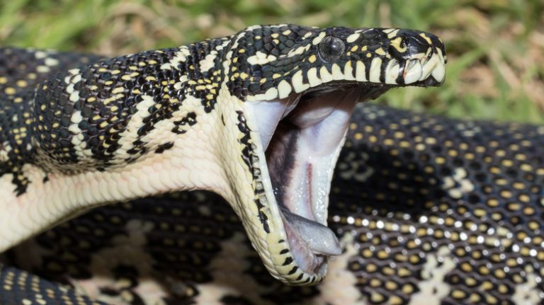 The Frightening Snake Discovered in India That Exceeds the Length of a Bus