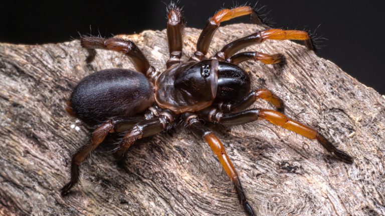 This Fossilized Spider from Australia Is Truly Terrifying