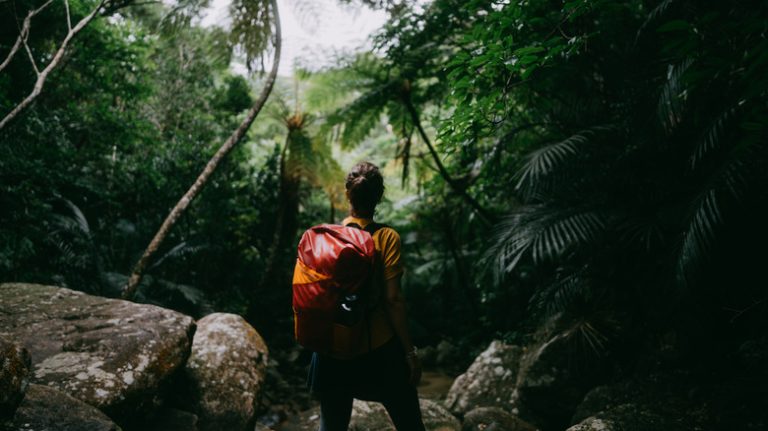 Concerning Climate Findings Discovered in Tropical Forest Research